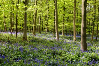 A woodland blanketed in bluebells
