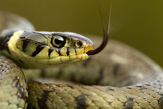 Hanningfield Snake ID