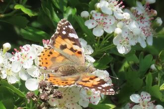 Painted Lady Butterfly