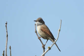 Whitethroat at The Naze