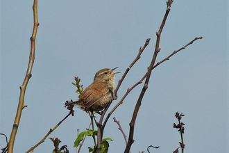 Wren singing at The Naze