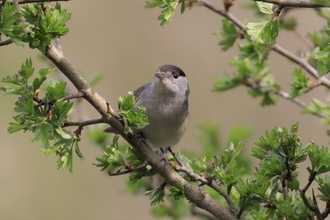 Male Blackcap perched on Hawthorn