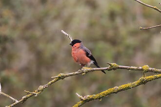 Male Bullfinch