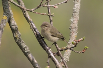 Chiffchaff on spring branch