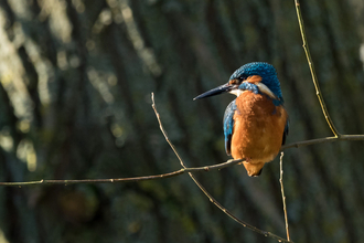 Kingfisher - Photo: Samantha Reeves