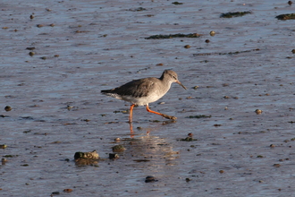 Redshank on mud