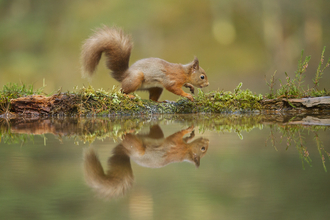 Red Squirrel