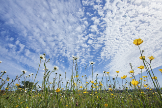 Wildflowers