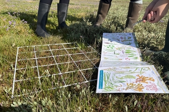 Saltmarsh quadrat survey for wetland plants