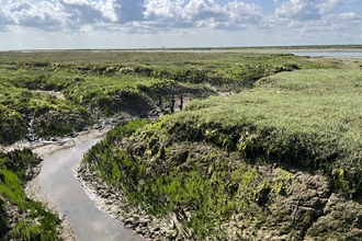 Saltmarsh at Abbotts Hall nature reserve