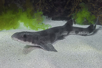 Lesser spotted catshark - Mark Thomas