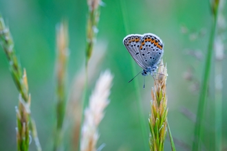 Common blue butterfly