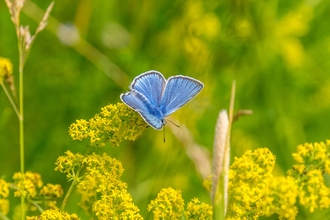 Common blue butterfly - Bob Coyle