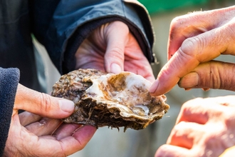 Holding a native Essex oyster.