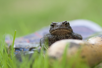 Common toad