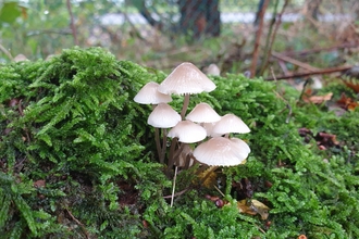 Hanningfield Fungi