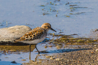 A little sting wading along the edge of a muddy shore