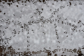 bird tracks