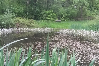 Pecks Pond in Marks Hill