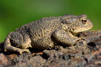 toad