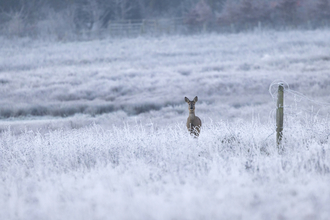 deer in distance