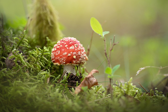 Fly agaric - Jon Hawkins Surrey Hills Photography