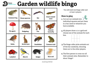 Garden wildlife bingo sheet