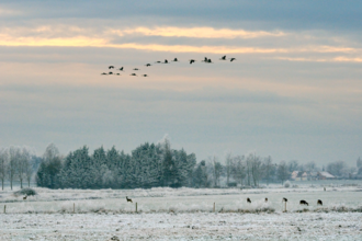 winter scene