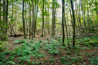 Woodland