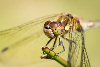Close up picture of dragonfly. 
