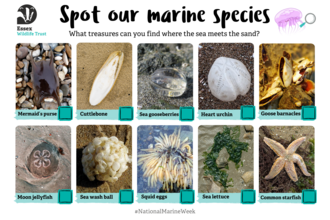 marine spotter sheet - strandline