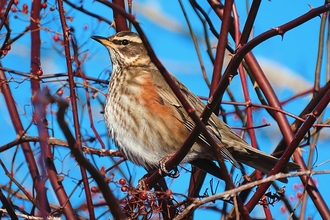 Redwing