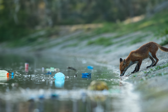 Fox drinking from polluted water.