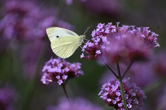 Butterfly on purple flower