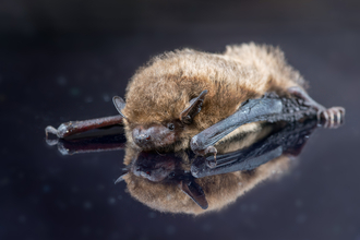 Soprano Pipistrelle Bat