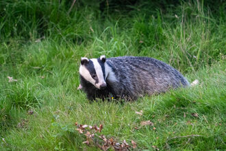 Badger