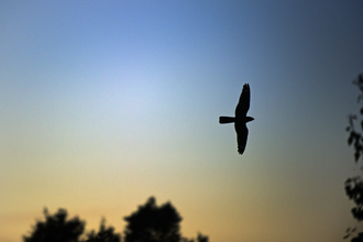 Nightjar bird flying at dusk. 