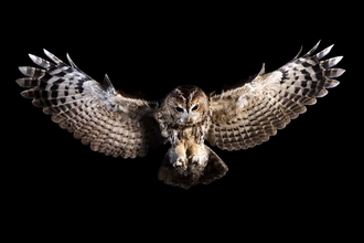 Percy Tawny Owl