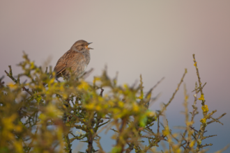 Sparrow singing on the top of a bush 
