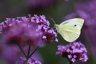 Butterfly on purple flower