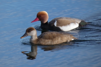 Red Crested Pochard Jan Lewis