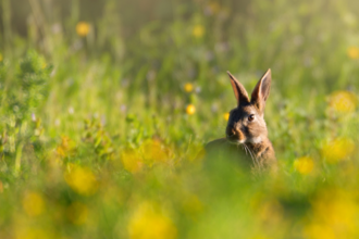 Hanningfield Spring Trail