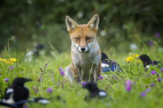 Fox in wildflower meadow with crows