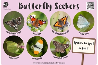 Butterfly spotter April