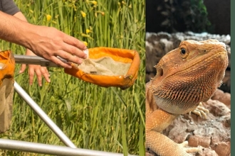 Children pond dipping, a bearded dragon and Cedars Nature Centre logo