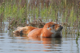 Seal in the water