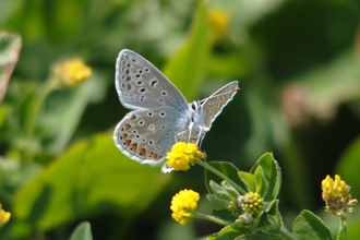 Common Blue Butterfly