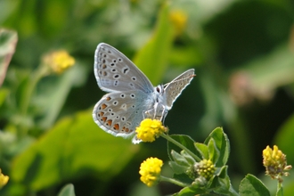 Abberton Common Blue Butterfly