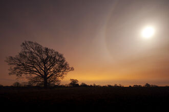 Photo of a sunset landscape with the moon and a tree