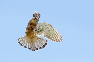 Birds of prey talk